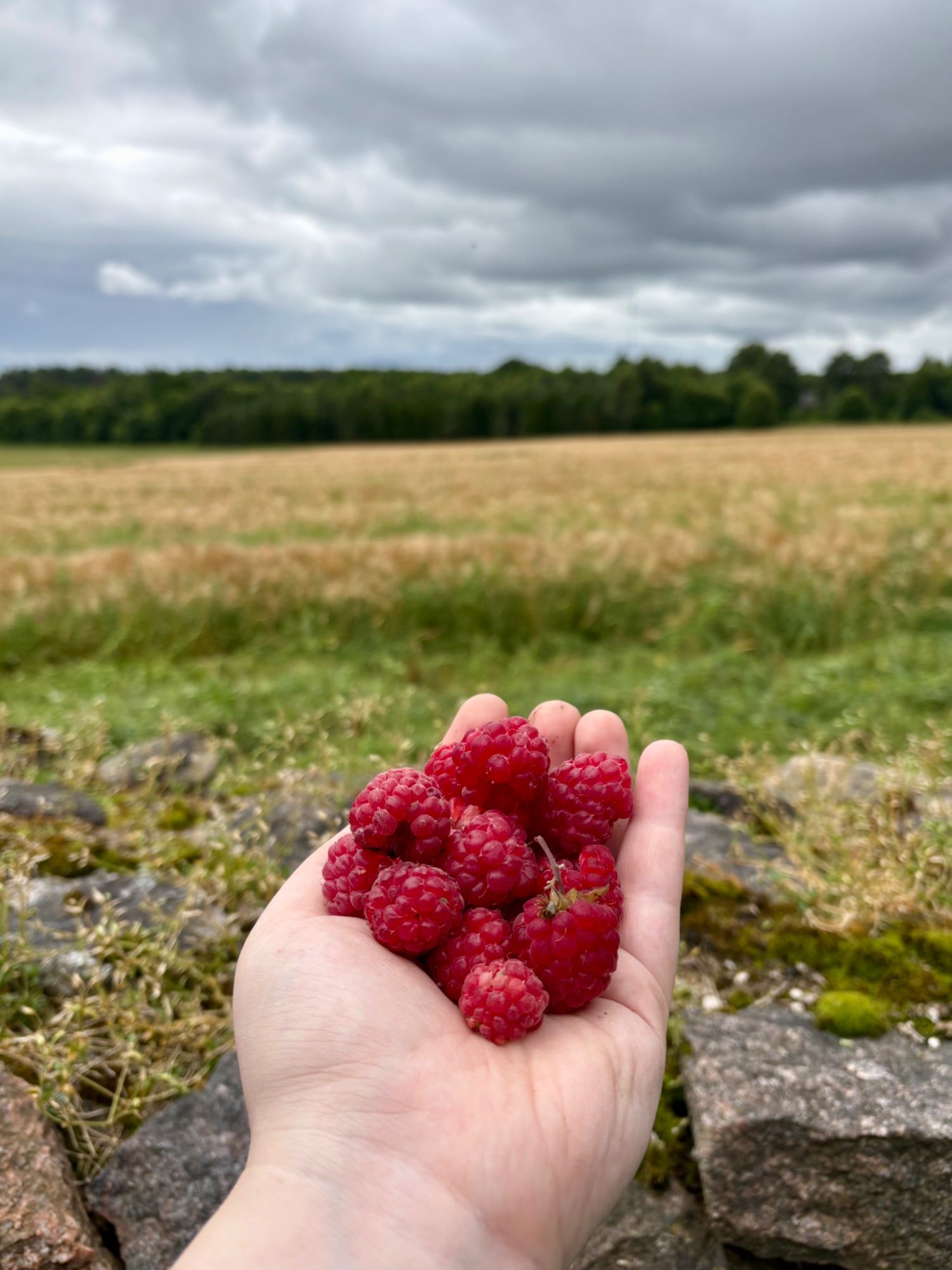 Eesti suvi on vaarikane.