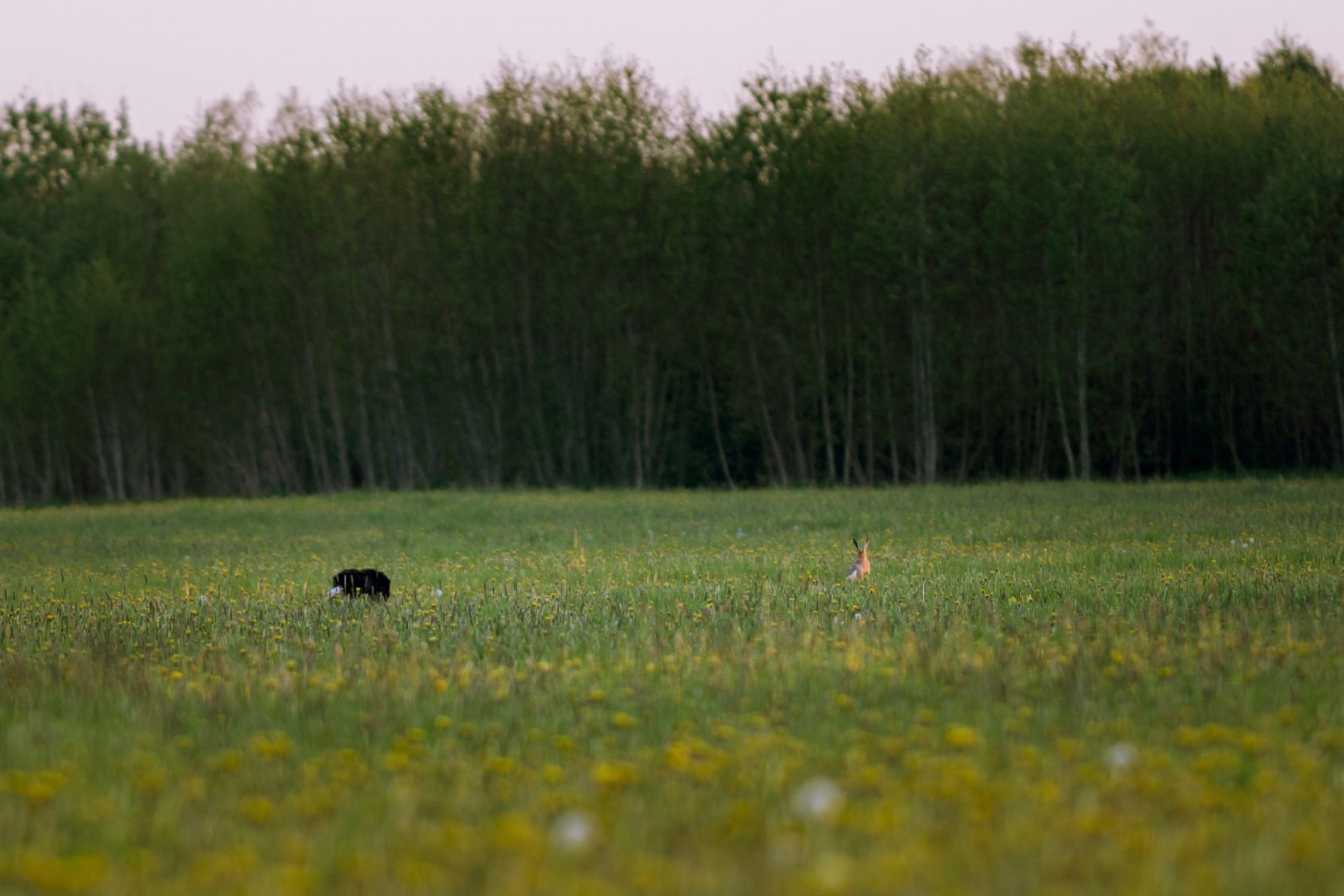 Bordercollie jänest taga ajamas 