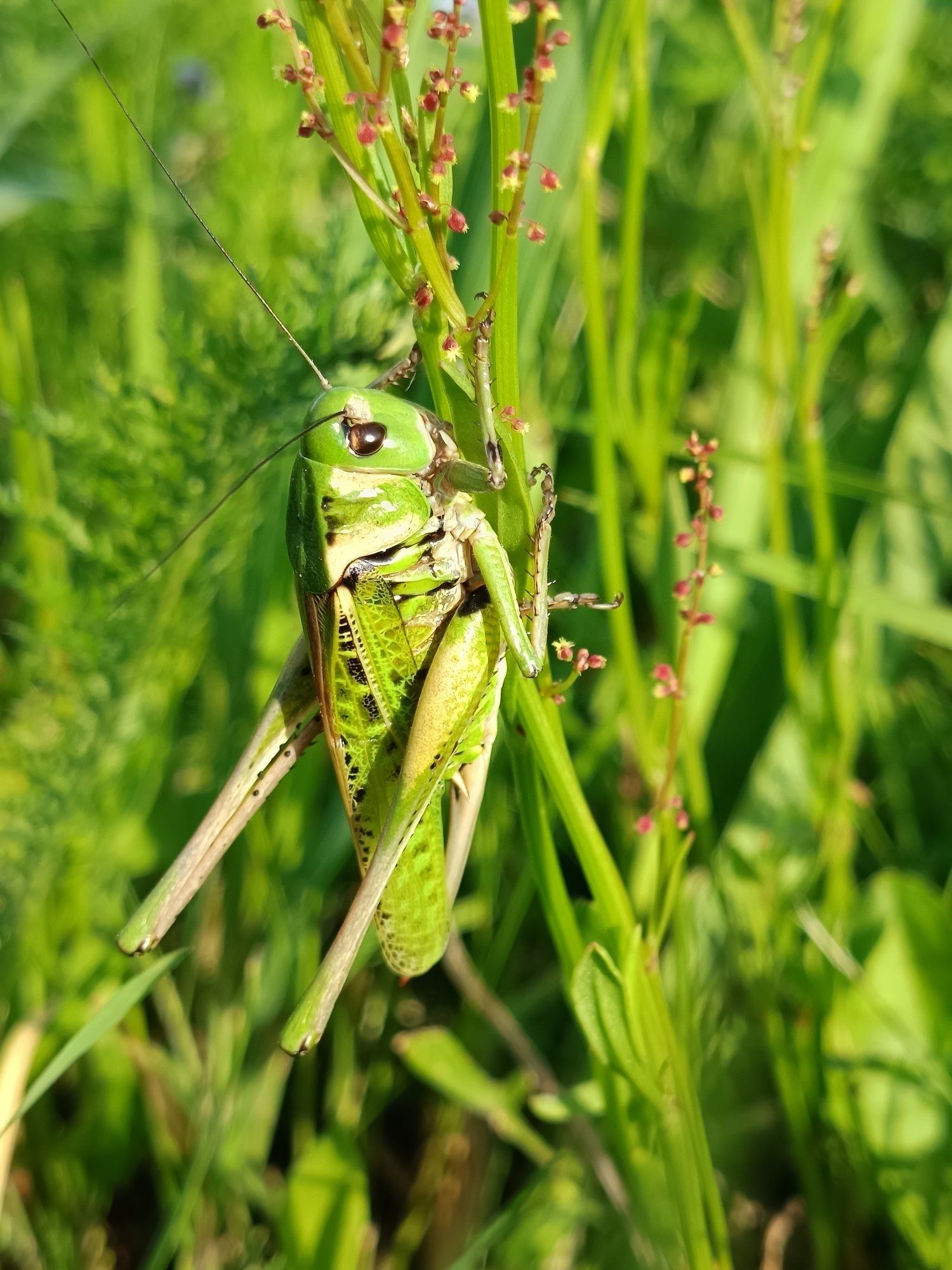 Heinaritsikas õhtuses päikesevalguses.