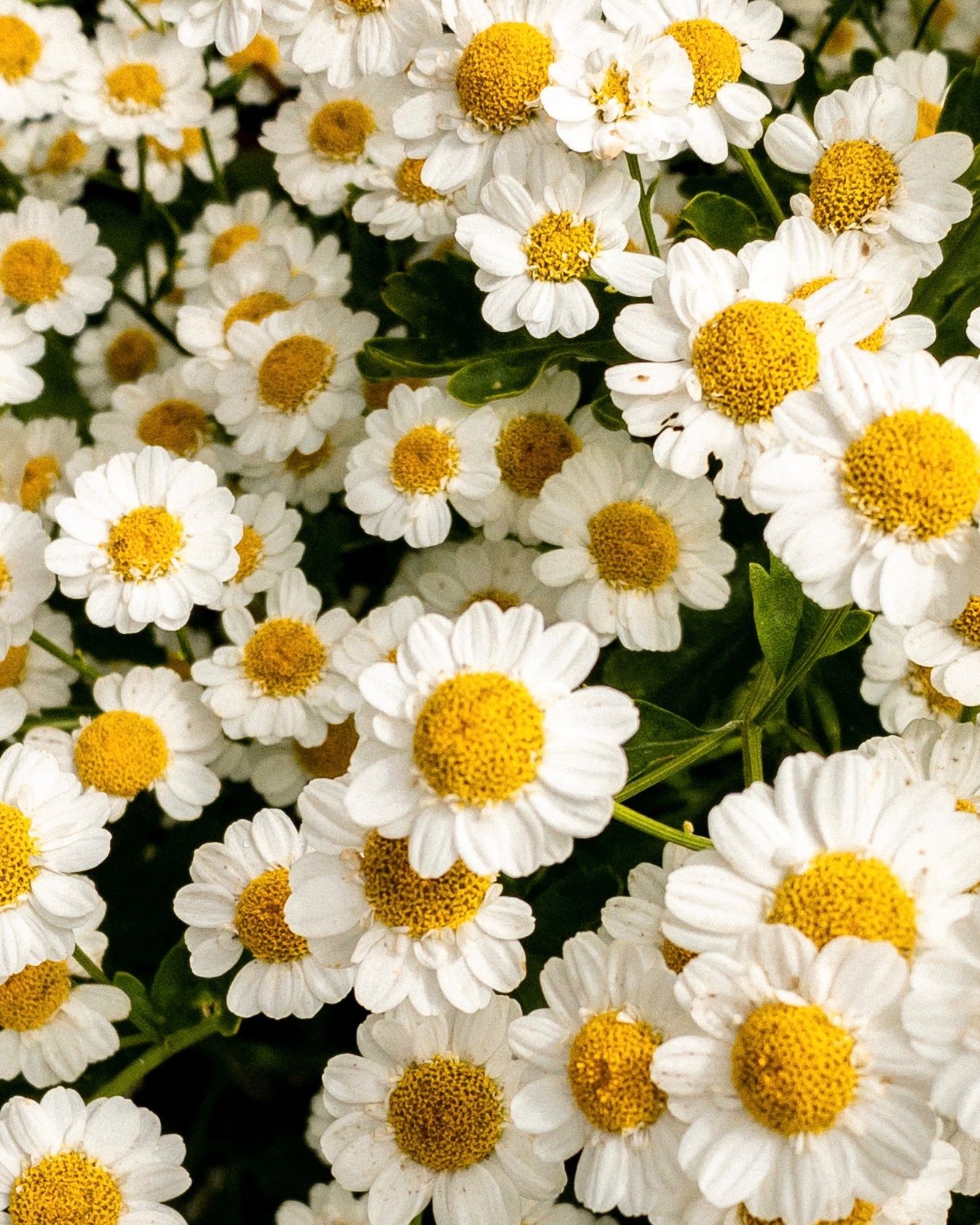 Lillemeri