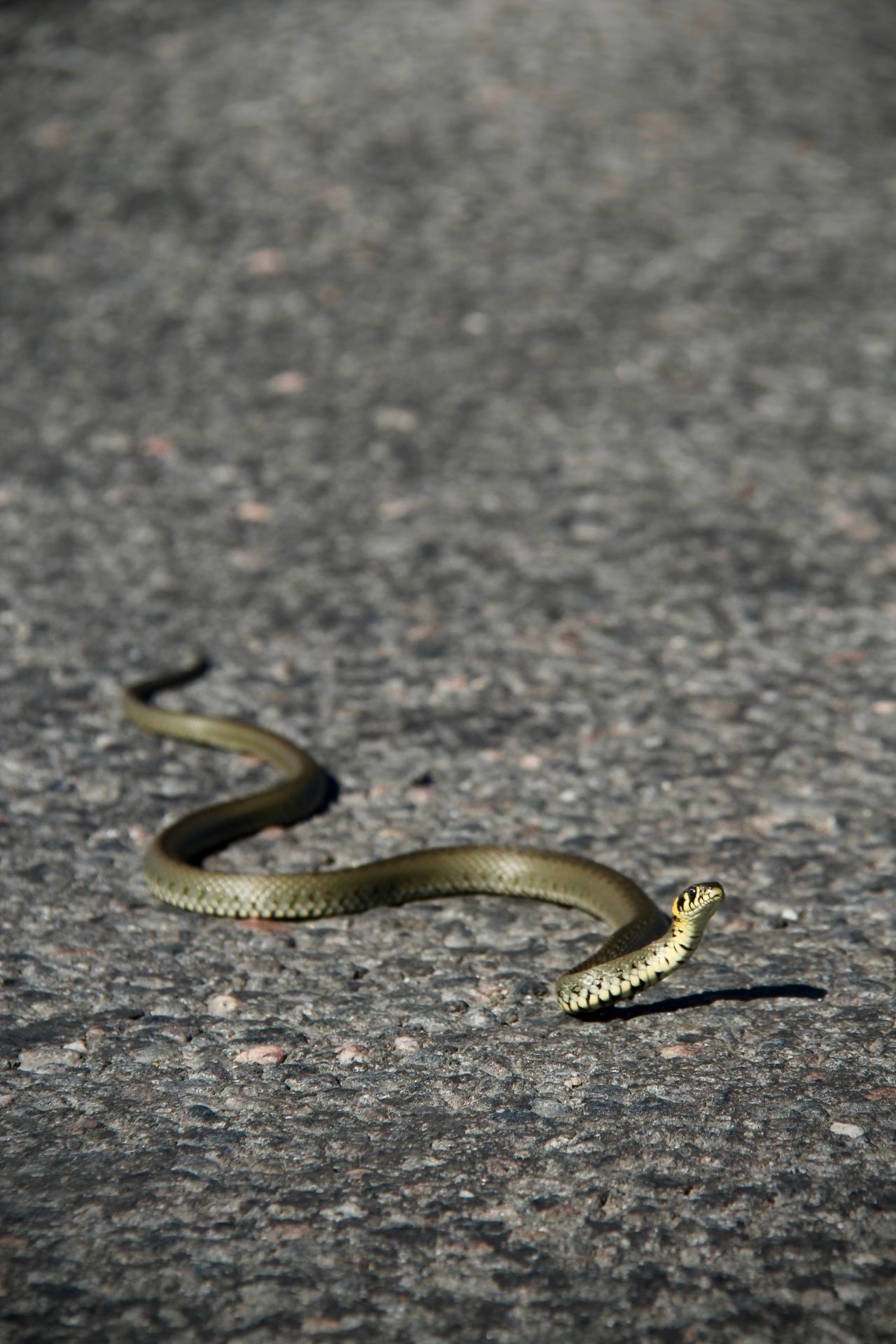 Nastik tõstis pea ja tervitas