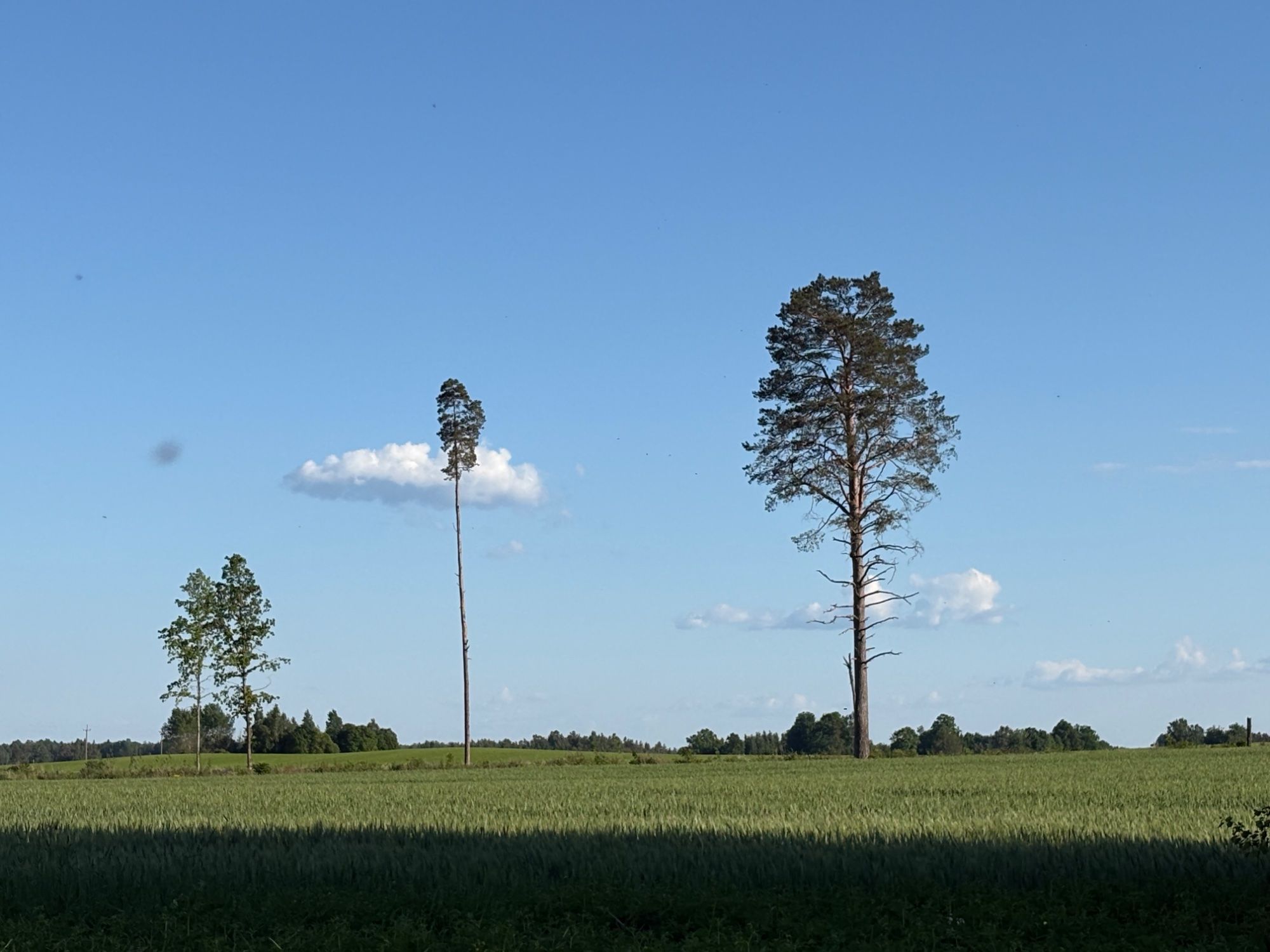 Pilt tehtud oma kodutalust 