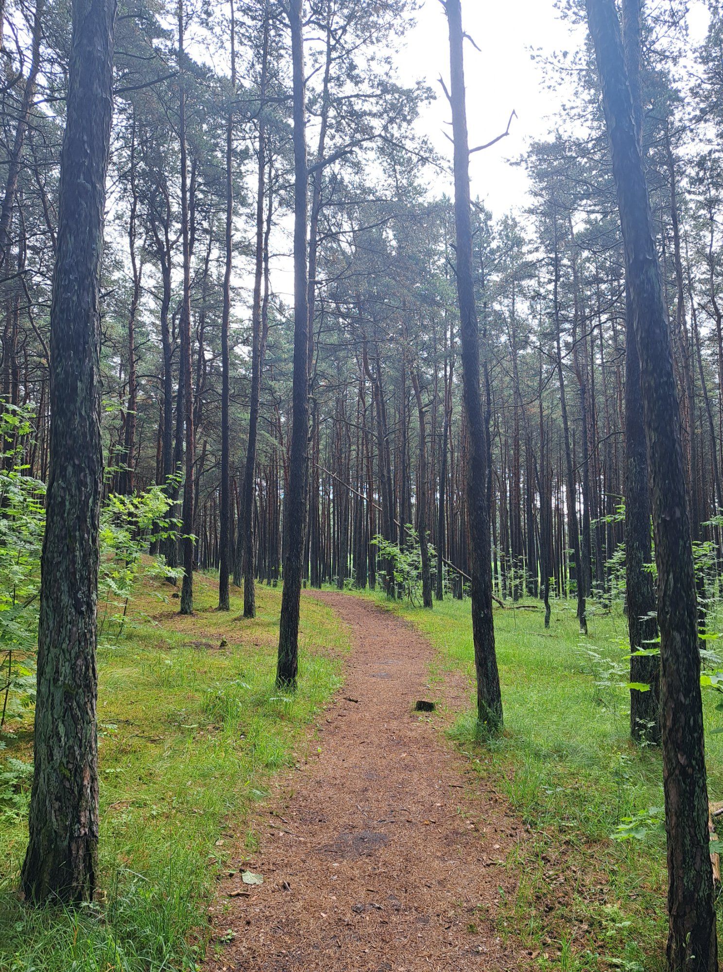 Järve terviserada