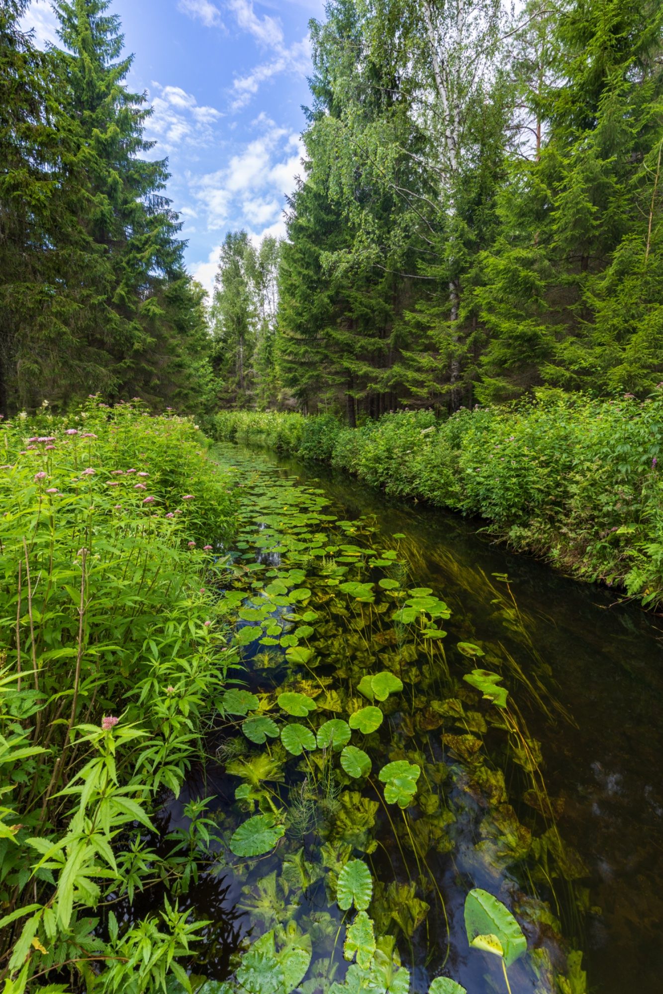 Rohelus metsikul jõel
