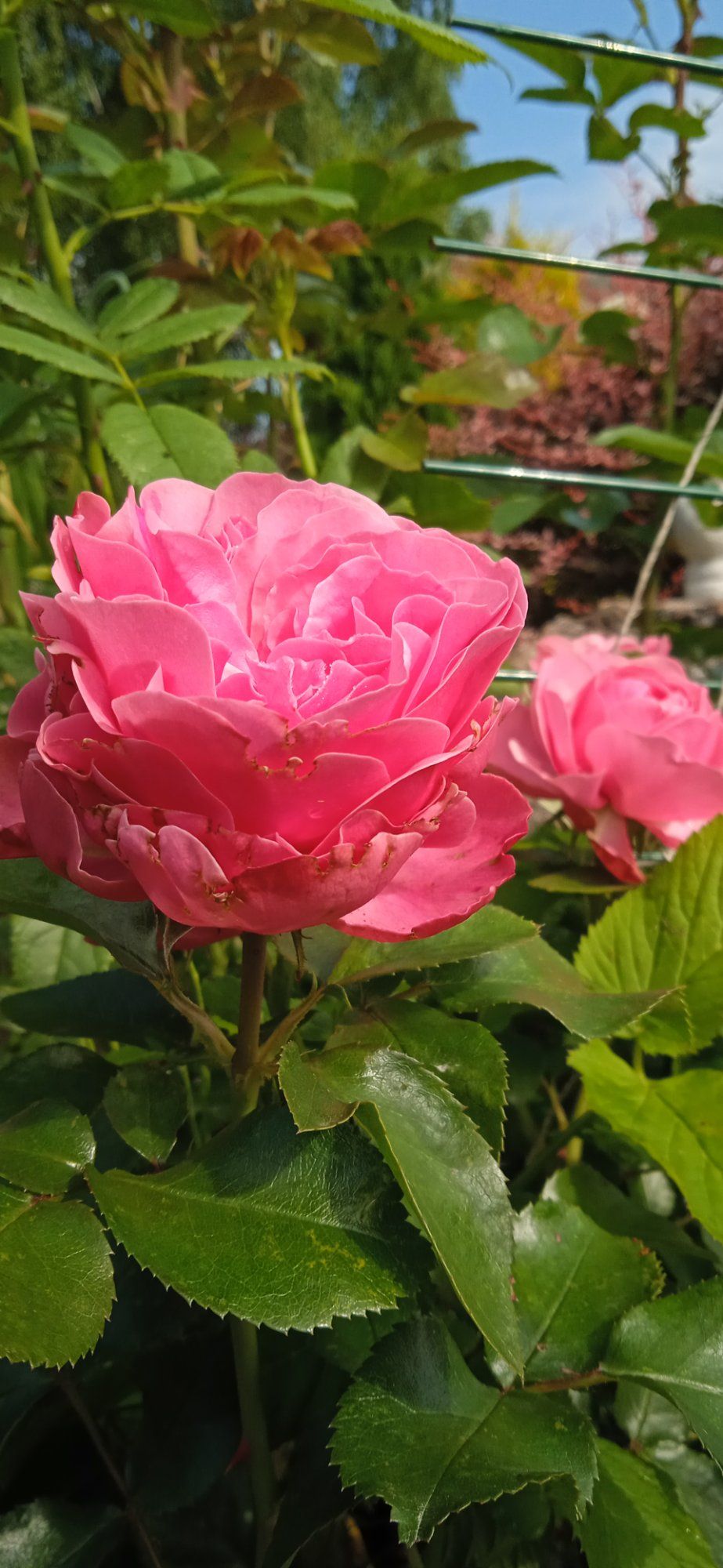 Roosiroosa suvi