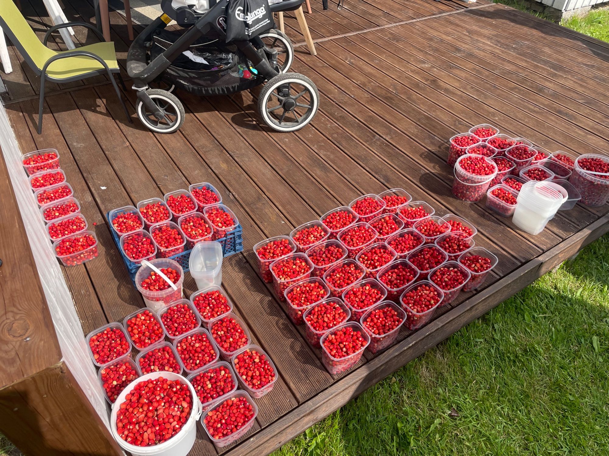 Metsmaasika hullus🍓