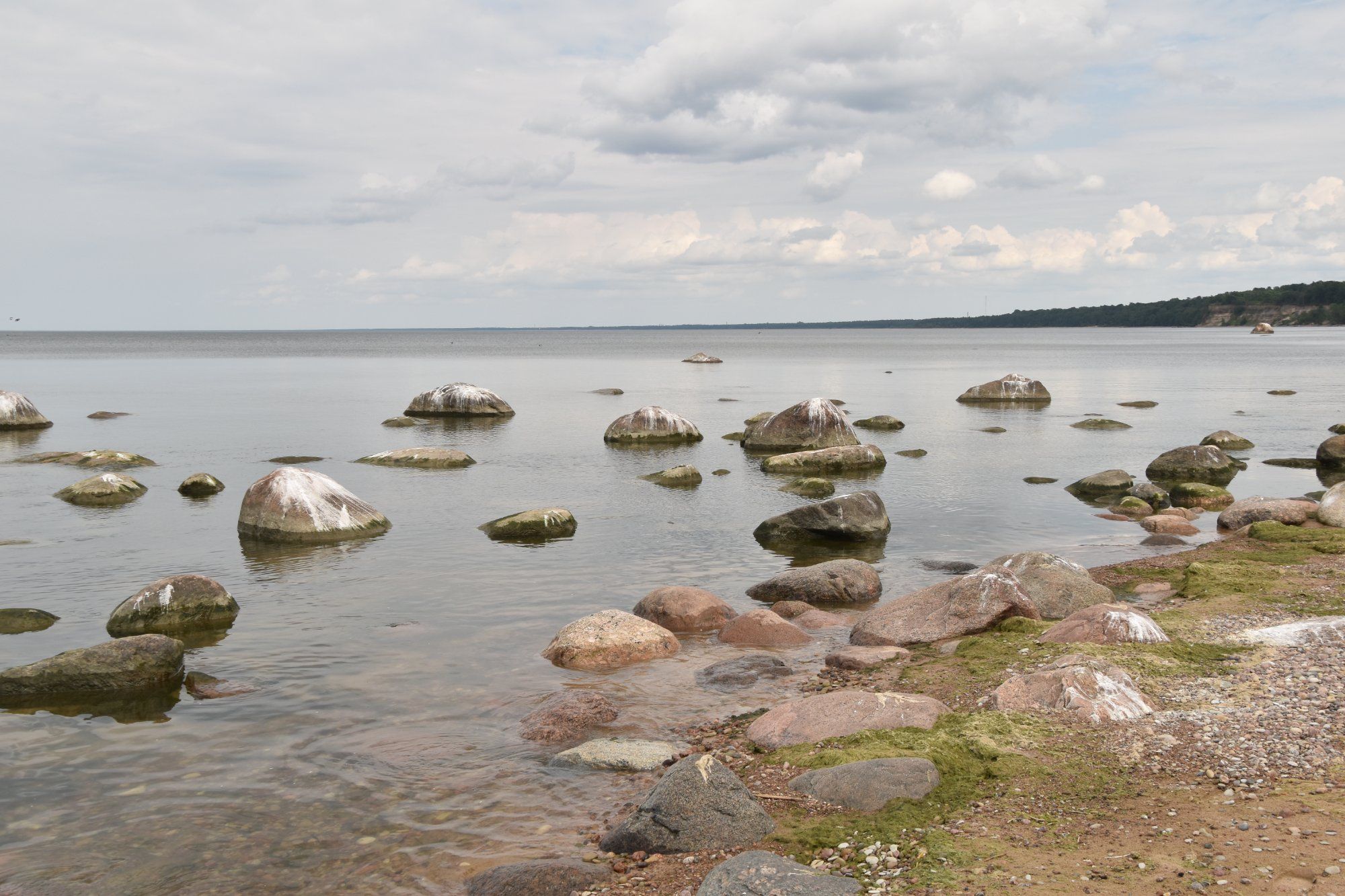Vaikus