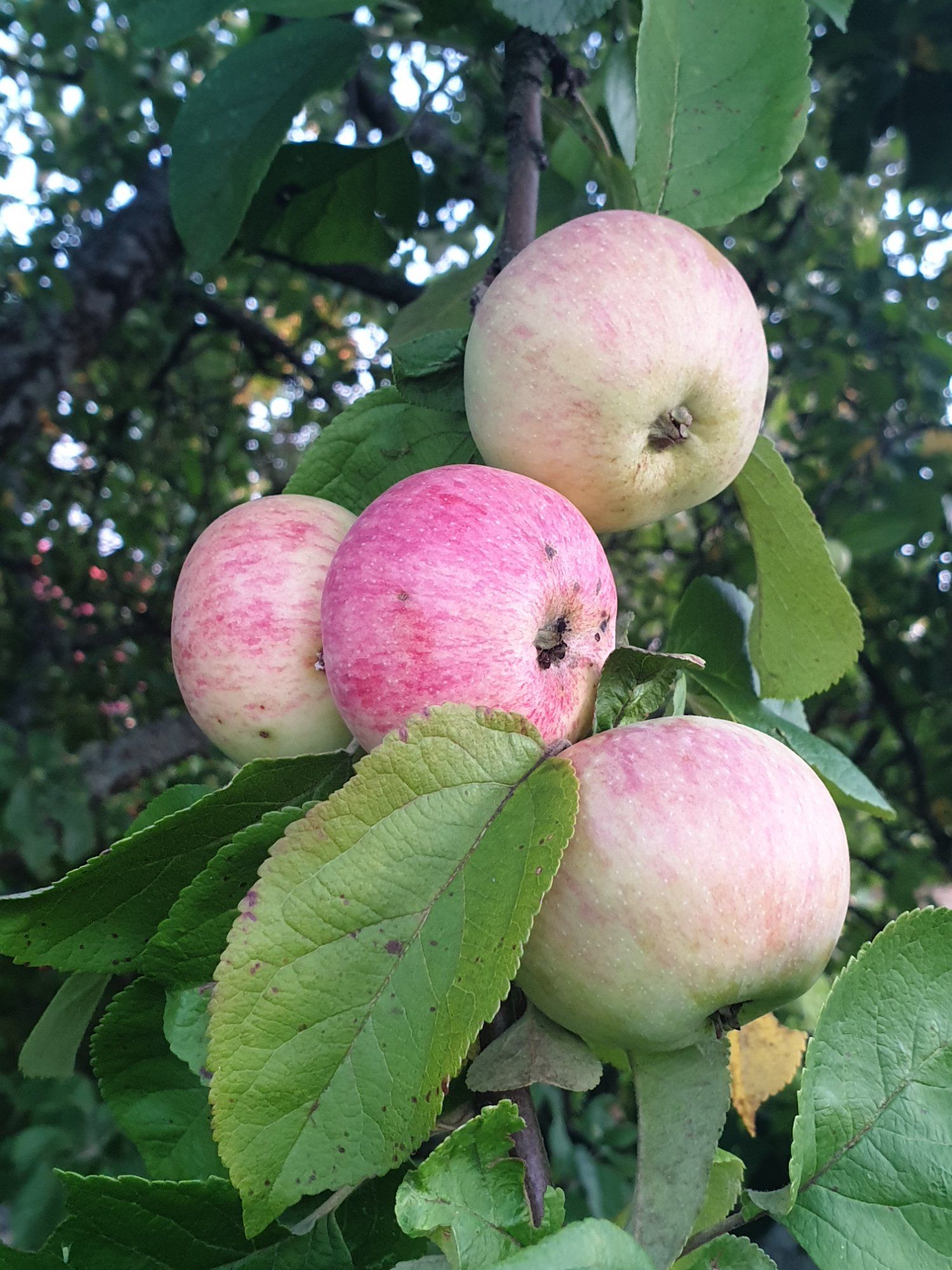 Õunaaasta 🍎🍏🍎