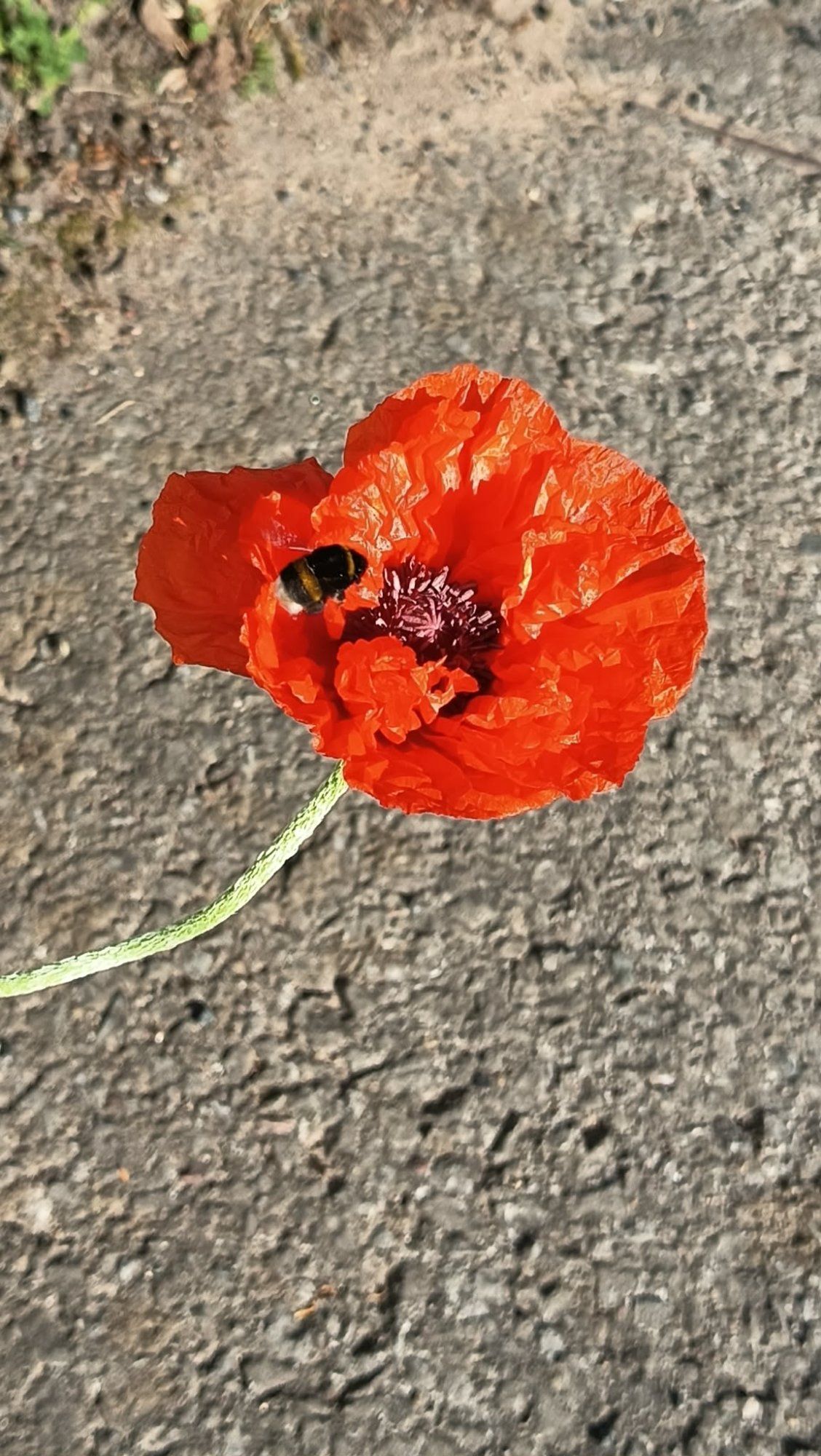 Mesilane mooni näksamas 🐝🌸