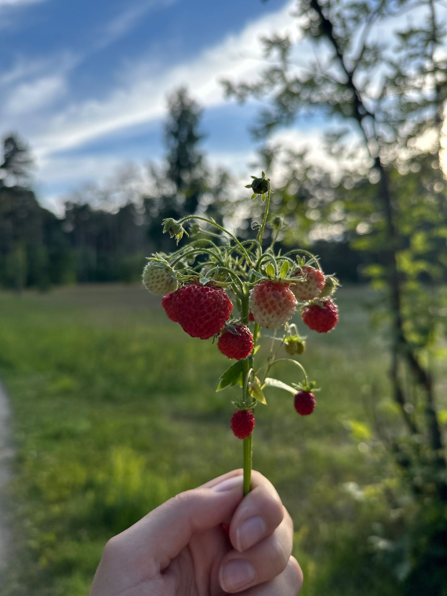 Hiiglaslikud metsmaasikad