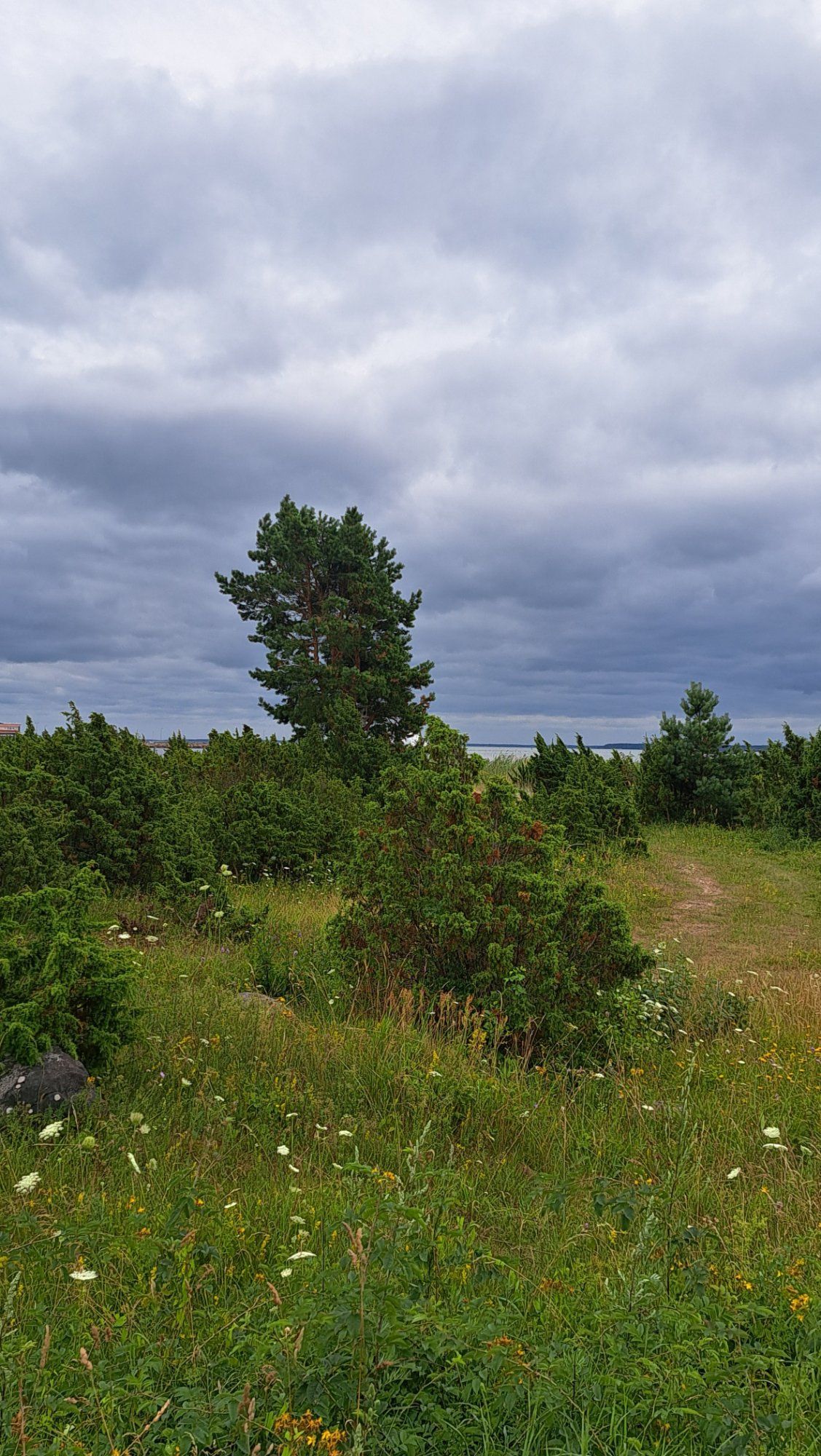 Enne vihma.