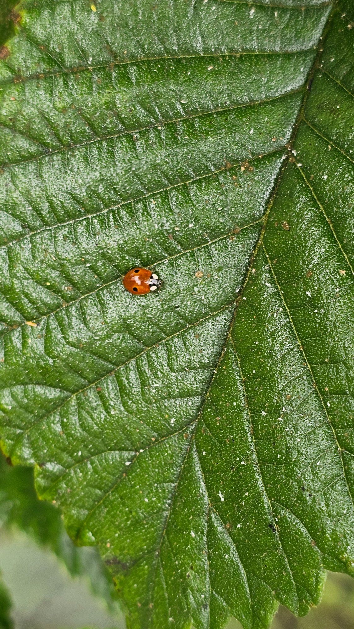 A happy lady bug clicked my my little daughter 
